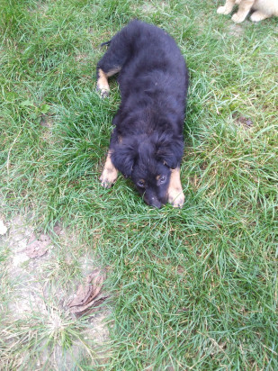 REGALO CUCCIOLO foto-9268