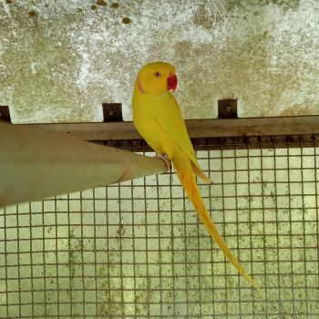 Coppia parrocchetto dal collare 