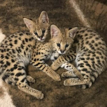 Vendo cuccioli Savannah registrati F1