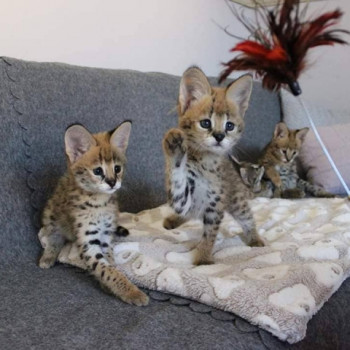 DISPONIBILI CUCCIOLI CARACAL, SERVAL E SAVANNAH.
