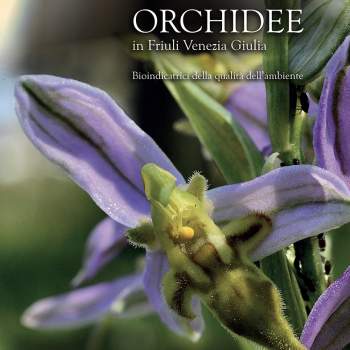 Orchidee
