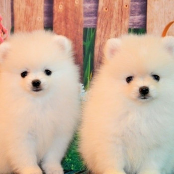  Volpino di Pomerania/spitz Tedesco