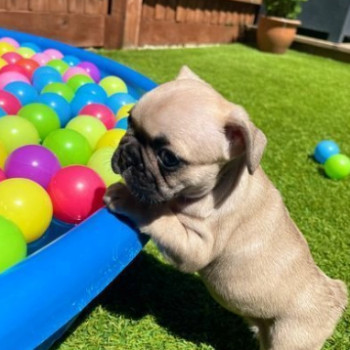Dolcissimi Bouledogue Francés. 