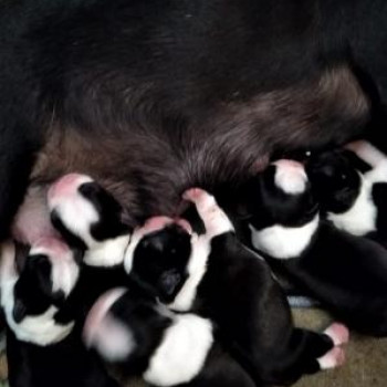 boston terrier (allevamento enci)