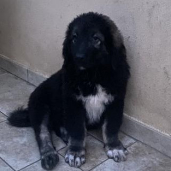 Cucciolo in adozione. 