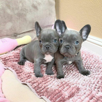 bellissimi cuccioli di bulldog francese
