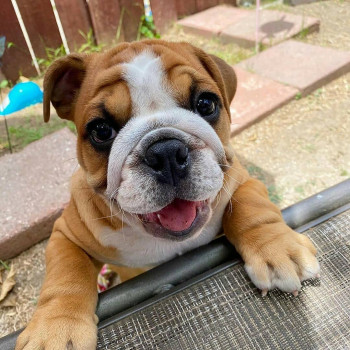 adorabili cuccioli di bulldog inglese