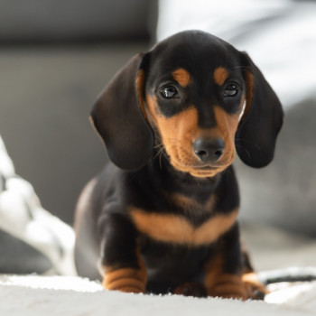 disponibili bellissimi cuccioli di teckel