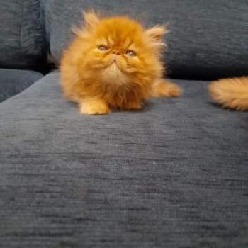 Meravigliosi cuccioli di gatti persiani.