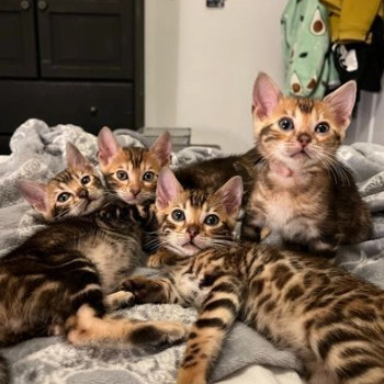 Fantastici gattini di Bengala.