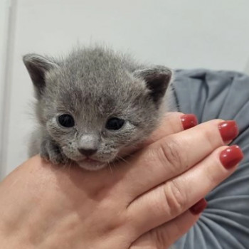 Gattini di razza blue di russia.
