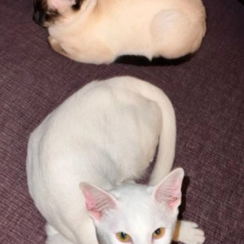 Disponibili gattini burmese. Hanno compiuto 2 mesi...