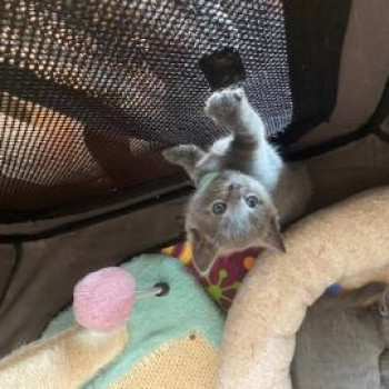 Cuccioli gatto certosino.