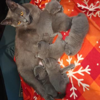 CUCCIOLO FEMMINA DI CERTOSINO IN VENDITA.