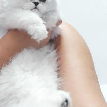 Persiano chinchillà 