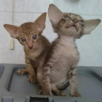 Cuccioli gatti siamesi orientali OHS maschi