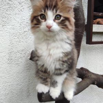 Gattina Norvegese