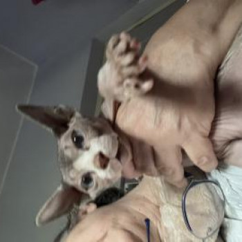 Cuccioli Sphynx pedigree già disponibili cresciuti in famiglia