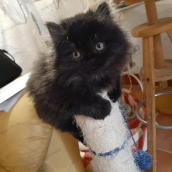 Gatto persiano nero