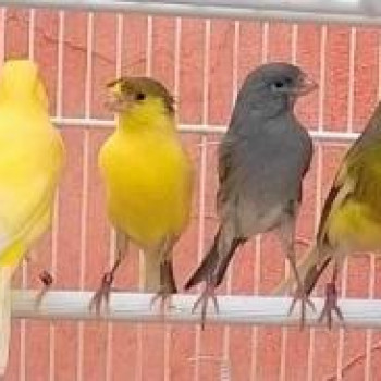 4 cuccioli canarini Timbrado Spagnolo canterini