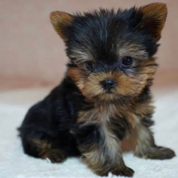 cuccioli di yorkie in adozione