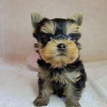 cuccioli di yorkie in adozione
