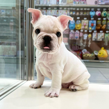 Disponibili 4 bellissimi cuccioli di bulldog francese