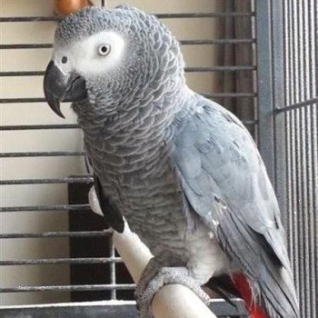 Pappagallo grigio