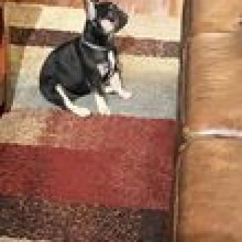 Splendidi cuccioli di bulldog francese