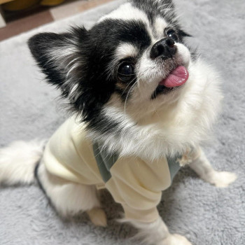   Adorabili cuccioli di chihuahua pronti per Natale e Capodanno.       