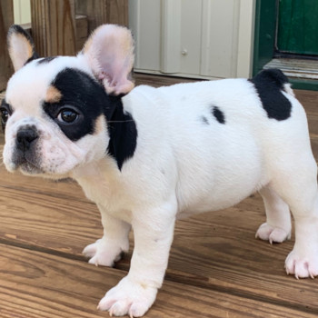 Adorabili cuccioli di Bulldog francese disponibili