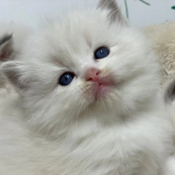 cuccioli di Ragdoll