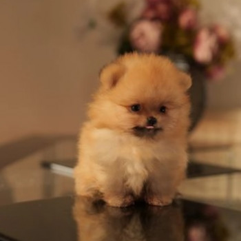 Cucciolo di Pomerania