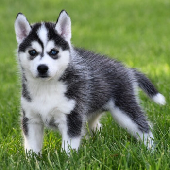Husky siberiano cuccioli per l'adozione