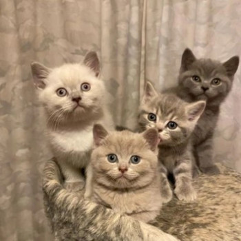 Cuccioli British Shorthair