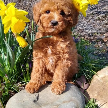 cuccioli di barboncino con documenti