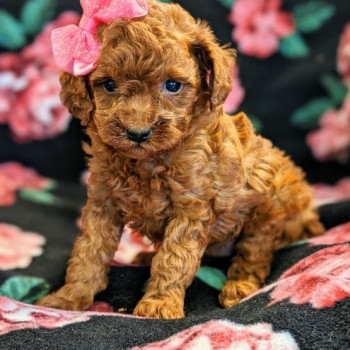 cuccioli di barboncino con documenti