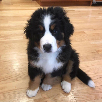 Splendidi cuccioli di montagna bernese