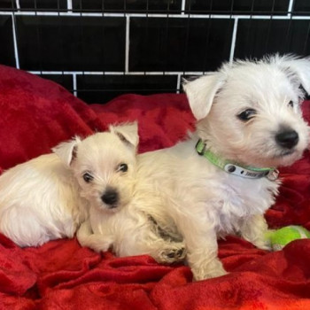 cuccioli di West highland terrier