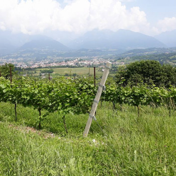 Vigneto