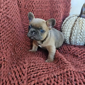 Regalo bulldog francés whAtsapp ( 00393511149949 )