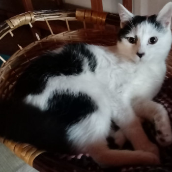 Cerco l.amore della Mia vita 