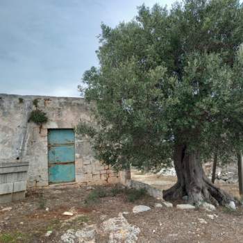 Rustico in vendita a Ostuni (Brindisi)