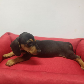 Regalo cuccioli di bassotto whAtsapp 3533677255