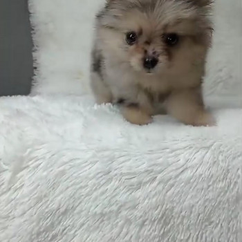 Regalo cuccioli di Lulu pomerania Toy whAtsapp (00393511149949 )