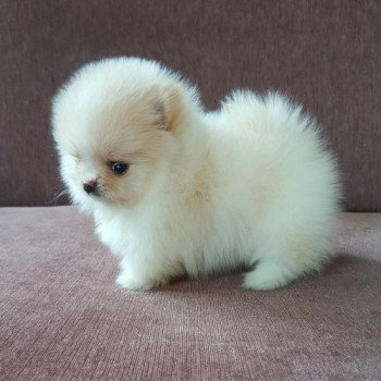 cuccioli di Lulu pomerania Toy