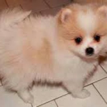 Cuccioli di Pomerania