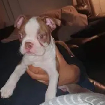 Dolcissimi Eccezionali cuccioli di Boston terrier
