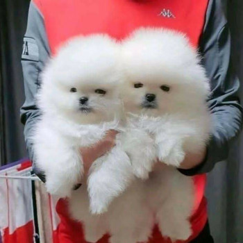 Bellissimi cuccioli di volpino di Pomerania