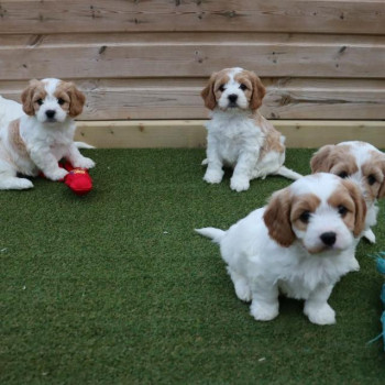 Bellissimi cuccioli di cavachon